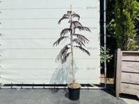 Perzische Slaapboom - Albizia Summer Chocolate - thumbnail