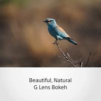 Sony SEL FE 200-600mm F5.6-6.3 G OSS - thumbnail
