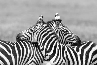 Schilderij - Zebra liefde in zwart wit , 2 maten , Premium print