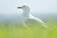 Tamron 28-300mm F4-7.1 Di III VC VXD Sony E - thumbnail