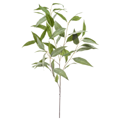 Eucalyptus Eucalyptus