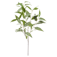 Eucalyptus - thumbnail