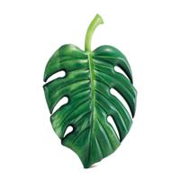 Intex 58782EU Opblaasbare Palmblad Luchtbed 213x142 cm - thumbnail