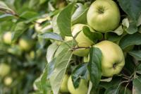 Patio appelboom - thumbnail