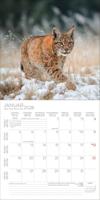 Big Cats Kalender 2026 - thumbnail