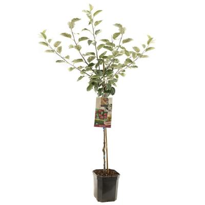 Appelboom Malus dom. Rode Boskoop laagstam