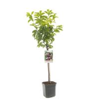 Prunus Pluot Dapple Dandy 160 cm - thumbnail