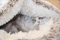 CROCI KATTENMAND IGLO GEMELEERD BEIGE / WIT - thumbnail