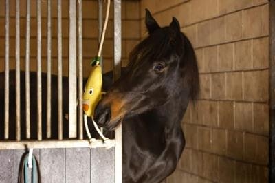 Excellent Horse Foodie Friends Pear