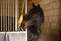 Excellent Horse Foodie Friends Pear - thumbnail