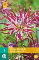 Dahlia hollyhill spiderwoman - thumbnail