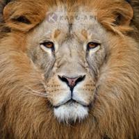 Afbeelding op acrylglas - Portret van de Leeuw - thumbnail