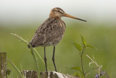 Tuinschilderij grutto 70x50cm Customize-it - Customize it