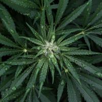 Ecodenta Sensitive Care CBD & Probiotics Tandpasta - thumbnail