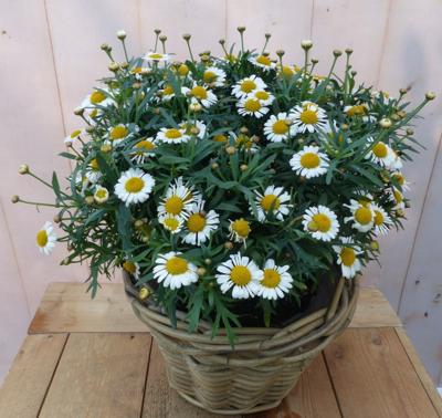 Magriet wit in mand Leucanthemum Warentuin Natuurlijk - Warentuin natuurlijk