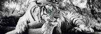 Tijger Groene Ogen Poster 158x53cm - thumbnail