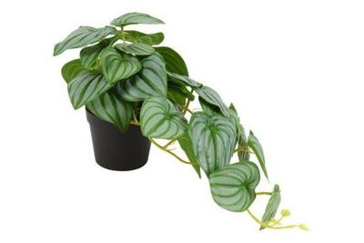 Decostar Scindapsus plant 28 cm groen Decostar Scindapsus plant 28 cm groen