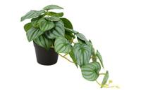 Decostar Scindapsus plant 28 cm groen - thumbnail