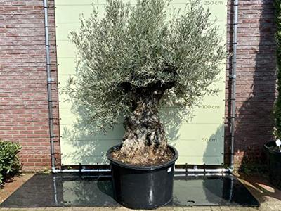 Olijfboom - Bonsai