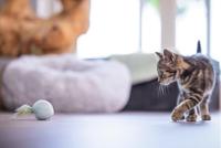 Beeztees Kitten Bal met Veer Rizo groen kattenspeelgoed - thumbnail