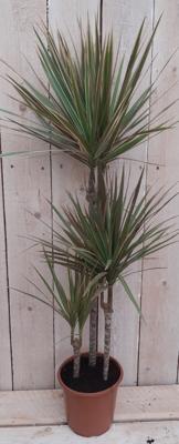 Drakenbloedboom Dracaena Marginata smal blad groen 100 cm kamerplant Warentuin Natuurlijk - Warentuin natuurlijk