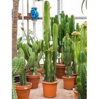 Euphorbia cactus ingens tuxpan kamerplant - thumbnail