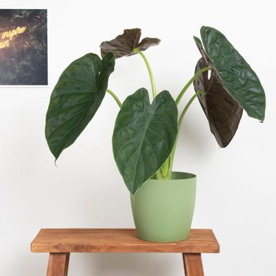Alocasia Wentii P 17 cm