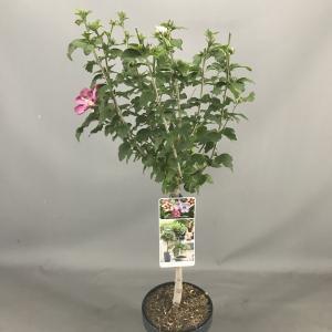 Hibiscus syriacus Tricolour op stam - Stam 50 cm - 3 stuks