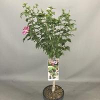Hibiscus syriacus Tricolour op stam - Stam 50 cm - 3 stuks - thumbnail