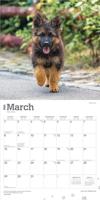 Duitse Herder Kalender 2026 - thumbnail