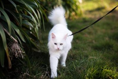 Pawise Kitten Harness Leash-Pink/Purple S