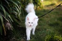 Pawise Kitten Harness Leash-Pink/Purple S - thumbnail