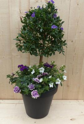 Plastic plantenbak antraciet Solanum Nachtschade met zomerbloeiers paars/wit h80 cm Warentuin Natuurlijk - Warentuin natuurlijk