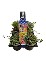 Mix tray sedum planten 6 stuks - thumbnail