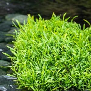 Zuurstofplant Lilaeopsis brasiliensis