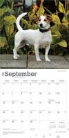 Jack Russell Terrier Kalender 2026 - thumbnail