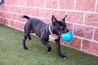JOLLY SOCCER BALL BLAUW 20 CM - thumbnail