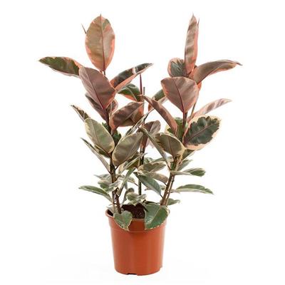 Ficus Elastica Belize (Rubberplant) - P 27 cm