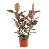 Ficus Elastica Belize (Rubberplant) - P 27 cm - thumbnail