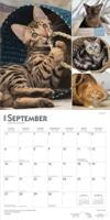Cat Lovers Kalender 2026 - thumbnail
