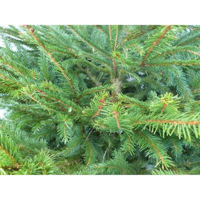 Gewone gezaagde kerstboom Picea Abies Fijnspar 125-150 cm Warentuin Natuurlijk - Warentuin natuurlijk Gewone gezaagde kerstboom Picea Abies Fijnspar 125-150 cm Warentuin Natuurlijk - Warentuin natuurlijk