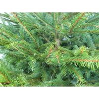 Gewone gezaagde kerstboom Picea Abies Fijnspar 125-150 cm Warentuin Natuurlijk - Warentuin natuurlijk - thumbnail