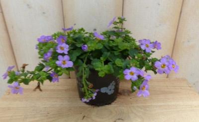 3 stuks! Bacopa roze/paars zomerbloeiers Warentuin Natuurlijk - Warentuin natuurlijk 3 stuks! Bacopa roze/paars zomerbloeiers Warentuin Natuurlijk - Warentuin natuurlijk