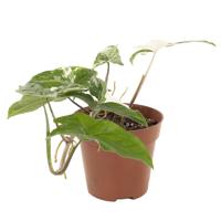 Syngonium (Albo) Variegated - P12 - thumbnail