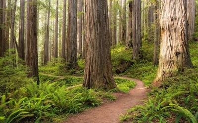 Komar Stefan Hefele; Komar Wanderlust Fotobehang Redwood Trail - SHX9-077
