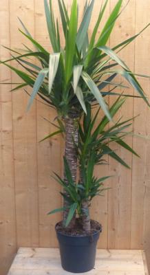 Palmlelie Yucca Elephantipes potmaat 26 cm H140-160 cm 3 stammen kamerplant Warentuin Natuurlijk - Warentuin natuurlijk