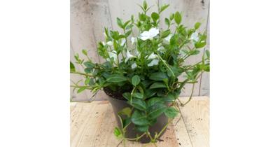 3 stuks! Vinca Minor wit Kleine maagdenpalm Warentuin Natuurlijk - Warentuin natuurlijk