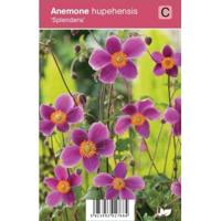 Herfstanemoon (anemone hupehensis "Splendens") najaarsbloeier - 12 stuks - thumbnail