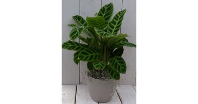 Calathea groen blad taupe pot 40 cm Warentuin Natuurlijk - Warentuin natuurlijk