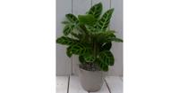 Calathea groen blad taupe pot 40 cm Warentuin Natuurlijk - Warentuin natuurlijk - thumbnail